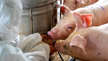 Pig infected with bird flu for first time in US, health officials confirm